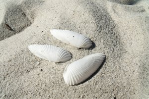 Sea shells